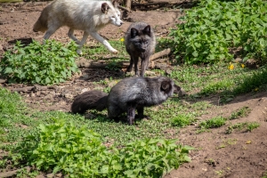 Renards noir et gris